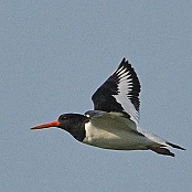 Eurasian Oystercatcher  "Haematopus ostralegus"